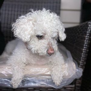 Meet your Posher, Lizbeth